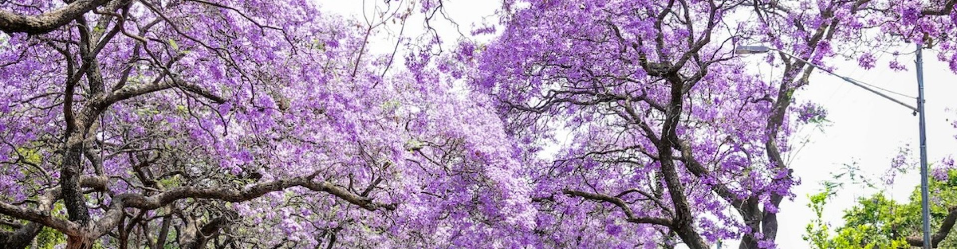 Pretoria night skyline with parked cars